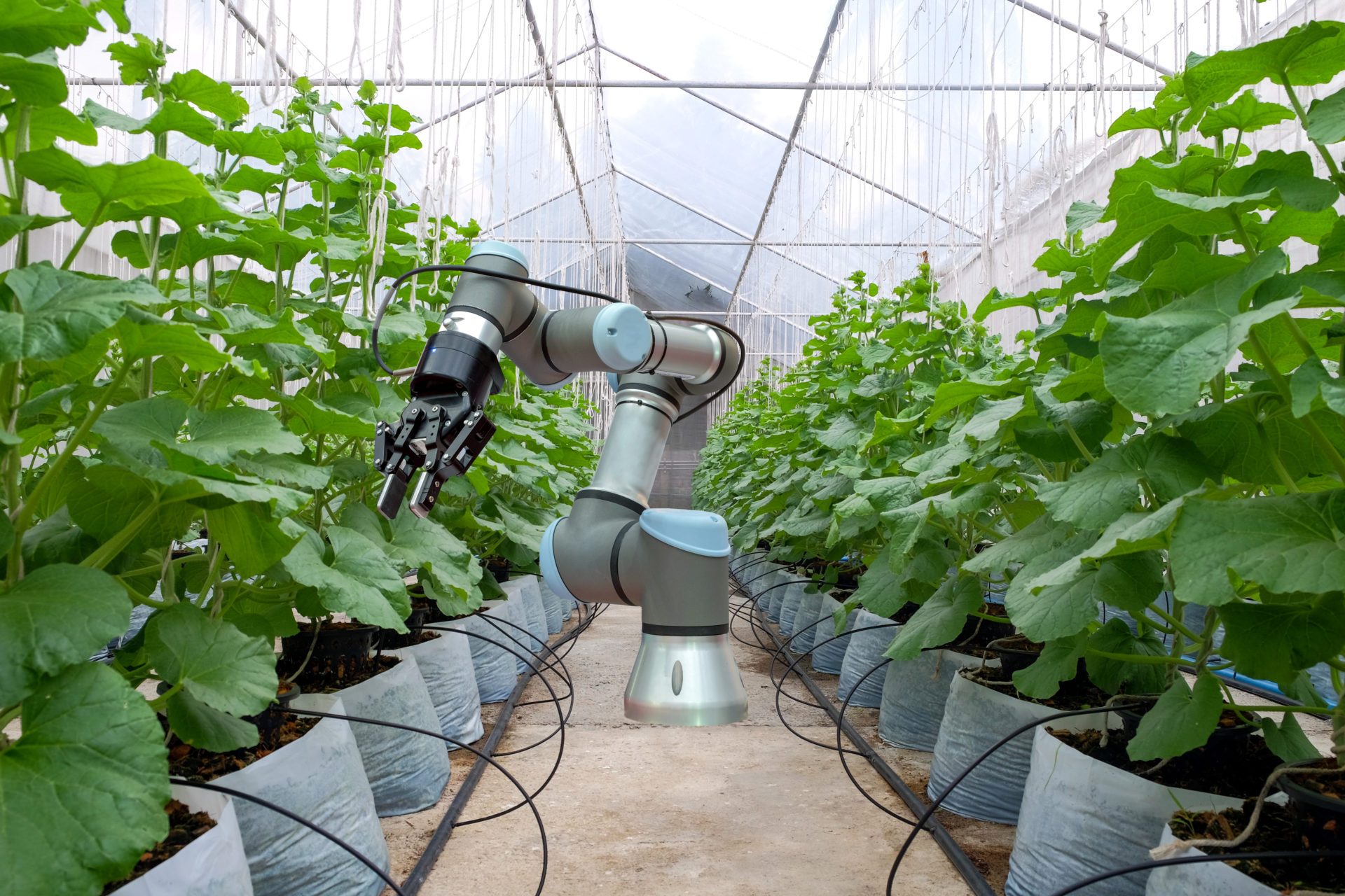 Smart,Robot,Installed,On,Melon,Greenhouse,For,Care,And,Assist